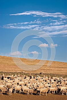 A heard of sheep in Patagonia