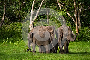 Heard of wild Indian Elephants