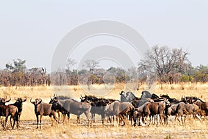 Heard of wildebeests photo