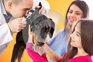 Hearing checkup of Great Done dog in vet infirmary