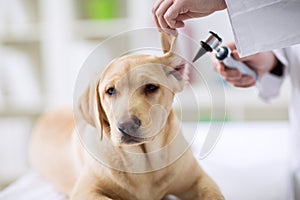 Hearing checkup of labrador dog in vet photo