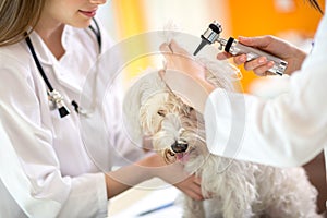 Hearing checkup of Maltese dog in vet infirmary