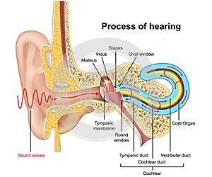 Hearing process, ear anatomy 3d  illustration on white background