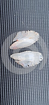hearing stone from inside fish brain perch perca fluviatilis photo