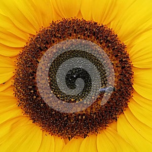 The Hearst of the sunflower