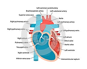 Heart anatomy close-up with descriptions. Educational diagram with human heart cross-section illustration.