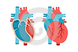 Heart anatomy with cross-section and non cut view. Anatomically correct heart. Cardiology concept.