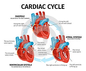 Heart Anatomy Flat Infographics