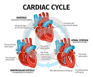 Heart Anatomy Flat Infographics photo