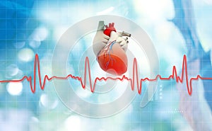 Heart anatomy with normal heartbeat rhythm