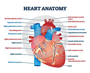 Heart anatomy vector illustration. Labeled organ structure educational scheme