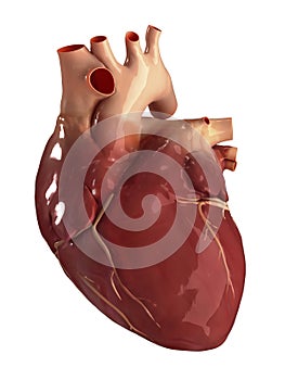 Heart anterior view isolated