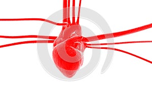 Heart with arteries and veins