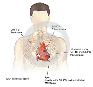 Heart auscultation