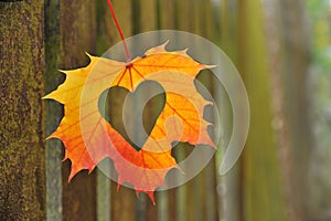 Heart in autumn leaf