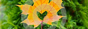 A heart in an autumn leaf on a background of grained wood and lawn. autumn orange leaf with a carved heart .Concept of love for