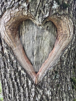 a heart in the bark of a tree