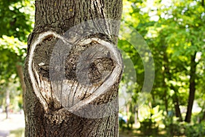 Heart in the bark of a tree.Tree with heart shape. Heart wooden cut texture