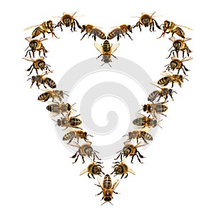 Heart from bees, set of bee or honeybee Apis Mellifera
