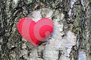 Heart on birchbark