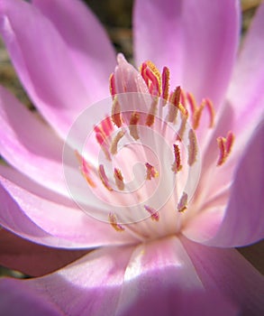 Heart of the Bitterroot Bloom photo