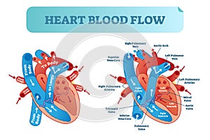 Heart blood flow circulation anatomical diagram with atrium and ventricle system. Vector illustration labeled medical poster.