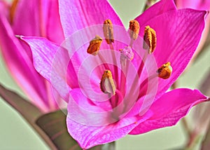 The Heart of A Blushing Pink Chinese Lily Flower - Lillium