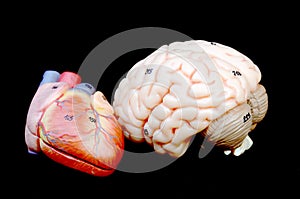 heart and brain