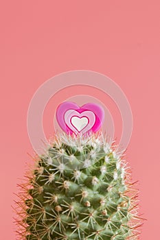 Heart on the cactus. Love of cactus (Cactus love). On a pink background.