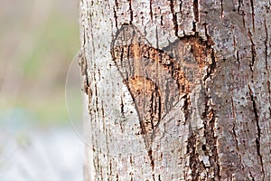 A Heart Carved into a Tree