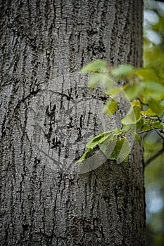 a heart carved into a tree trunk