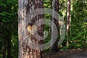 Heart Carved into Tree Trunk in Forest