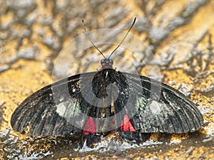 Heart of cattle butterfly on the ground