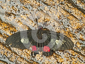 Heart of cattle butterfly on the ground with rain