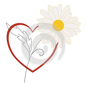 Heart and Chamomile  composition for Valentine`s Day photo