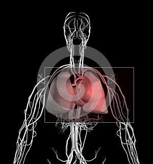 Heart and Chest Pain