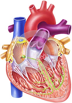Heart - Conduction System photo