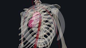 heart consists of several layers of a tough muscular wall, the myocardium