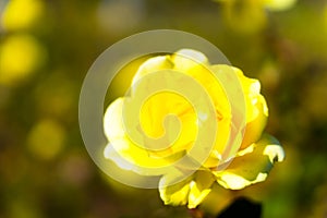 Heart crystal glass refract sunlight - rose garden background