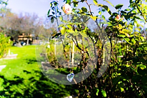 Heart crystal glass refract sunlight - rose garden background