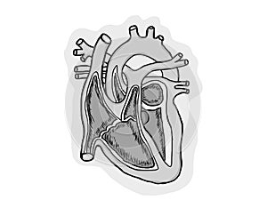 Heart in cut human anatomy scheme photo