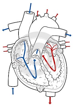 Heart Cutaway