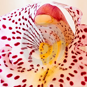 Heart of Cymbidium or Boat orchid in close view