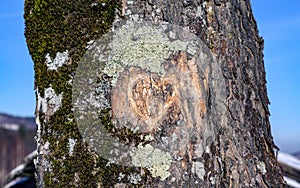 A heart cymbol carved on the tree