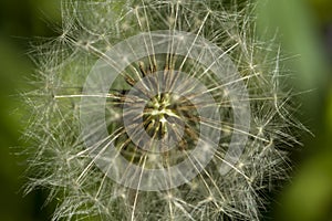 Corazón de diente de león. verano flor estructura 