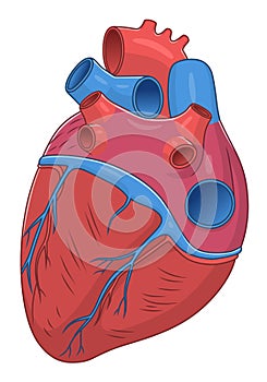 Heart diaphragmatic surface