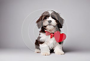 heart dog red background white chocolate havanese isolated puppy lover