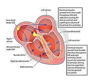 Heart electrical conducting system