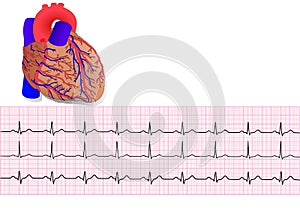 Heart& electrocardiogram