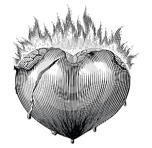 Heart with fire vintage illustration black and white clip art